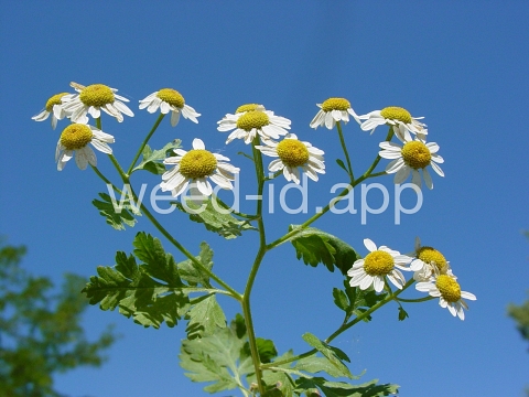 feverfew